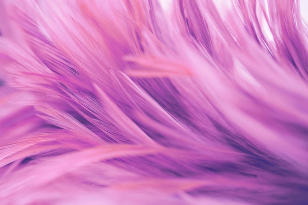 Pink chicken feathers abstract texture for background blurred blur