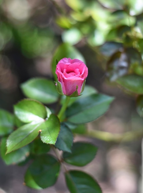 Pink Chinese rose in a garden closeup