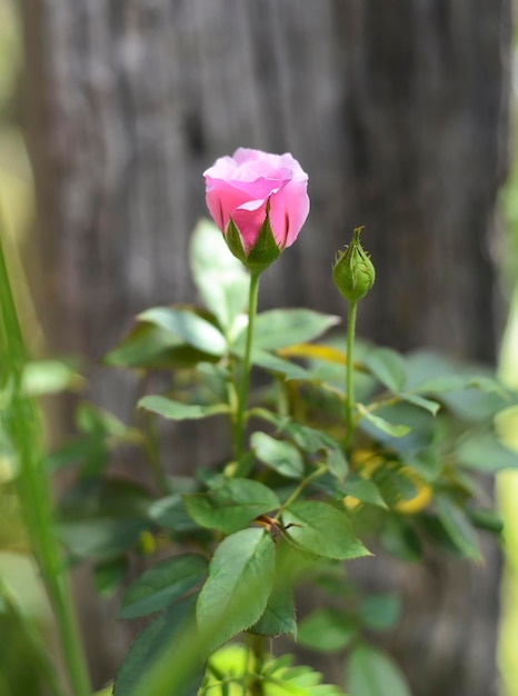 Pink Chinese rose in a garden closeup