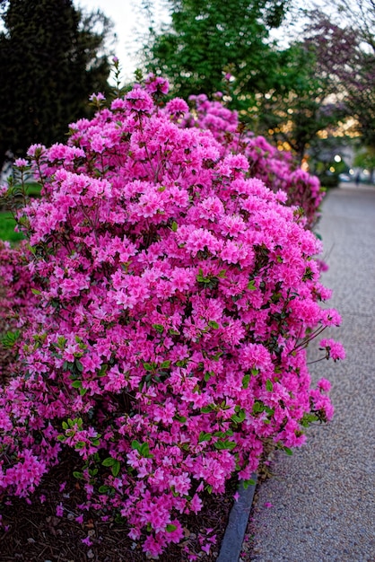 Pink choisya or mexican orange located in Washington D.C., USA. Plenty of various flowers and their species can be found in the Floral Library situated in the National Mall.