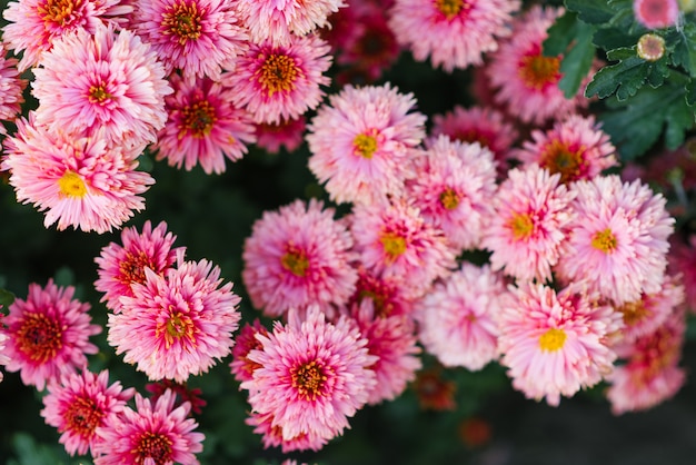 Pink chrysanthemum flowers bloom in autumn garden, selective focus