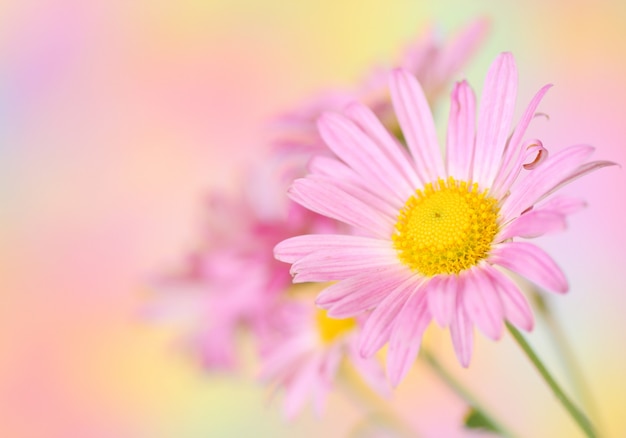 Pink chrysanthemum flowers on colorful background