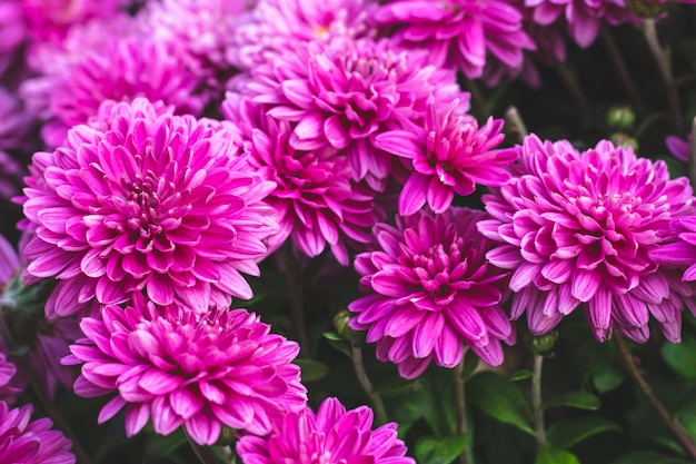 Pink chrysanthemum flowers. Floral background. blossom nature pattern.