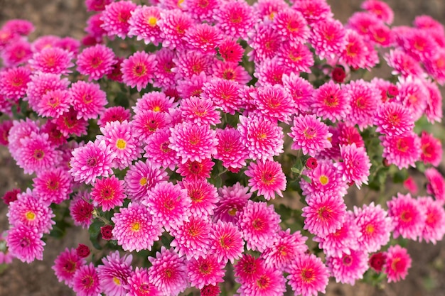 Pink chrysanthemum flowers in late autumn on a flowerbed3