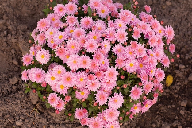 Pink chrysanthemum flowers in late autumn on a flowerbed