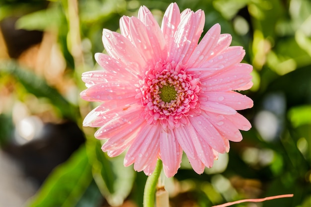 Pink chrysanthemum flowers macro image