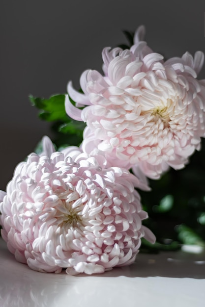 Pink chrysanthemum flowers