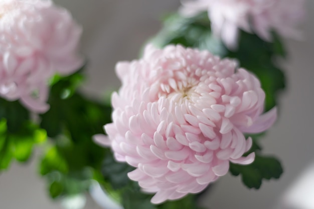 Pink chrysanthemum flowers