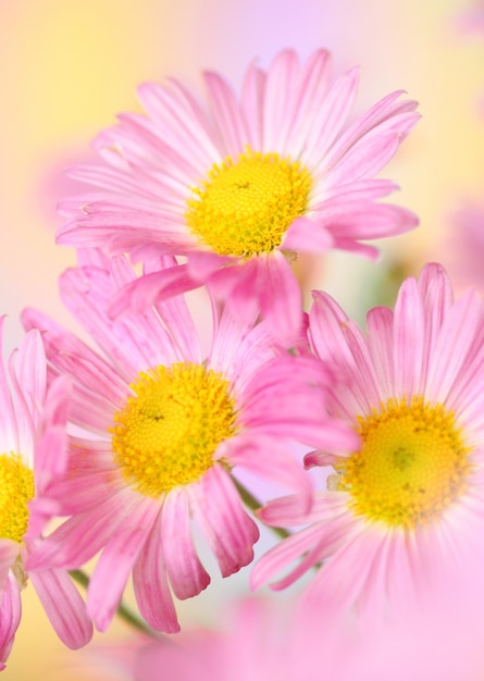 Pink chrysanthemum flowers