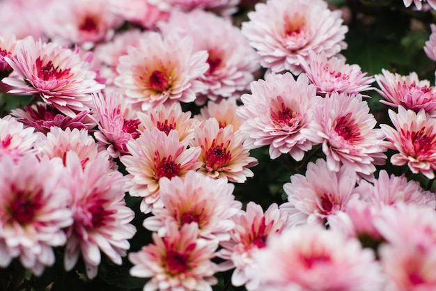 Pink chrysanthemum multiflora with a dark center in autumn in the garden