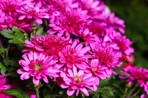 Pink chrysanthemum plant on green chrysanthemum annual flowers branch a bush of small bright pink fl...