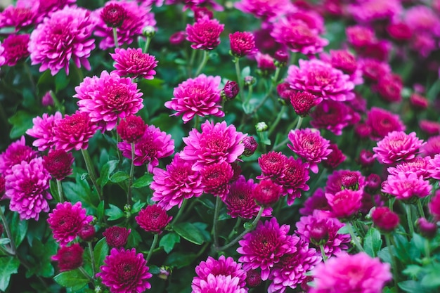 Pink chrysanthemums, autumn flowers. Floral pattern, background. Gift card, greeting card, blossom nature. Flowering, nature wallpaper. Fall season. Gardening concept. Selective focus.