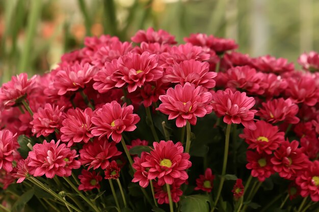 Pink chrysanthemums autumn flowers. soft selective focus