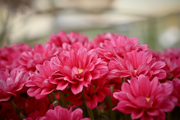 Pink chrysanthemums autumn flowers. soft selective focus