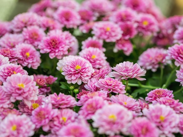 pink chrysanthemums closeup beautiful flower background