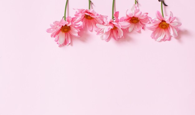 Pink chrysanthemums on pink background background