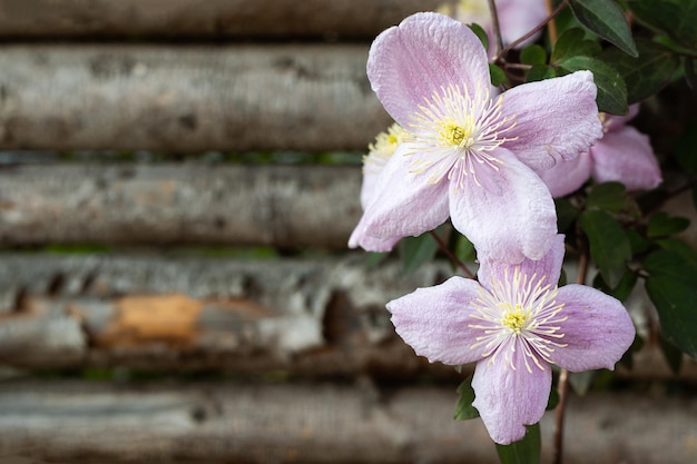 Pink clematis flowers on wooden background floral spring concept