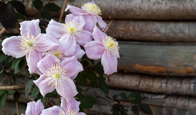 Pink clematis montana on a wooden fence floral background spring concept