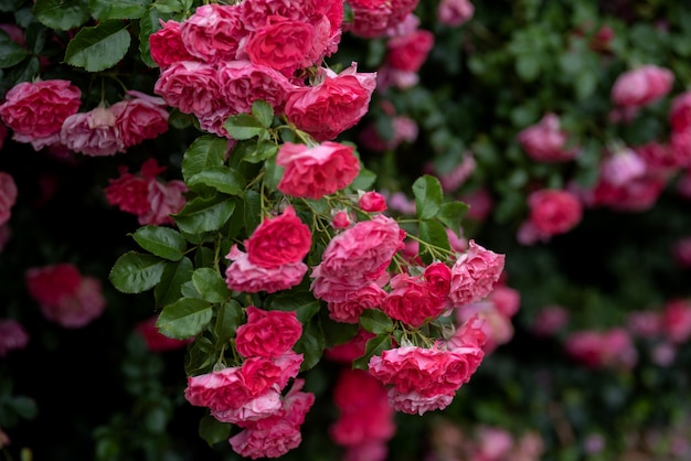 pink climbing rose bushes in the garden