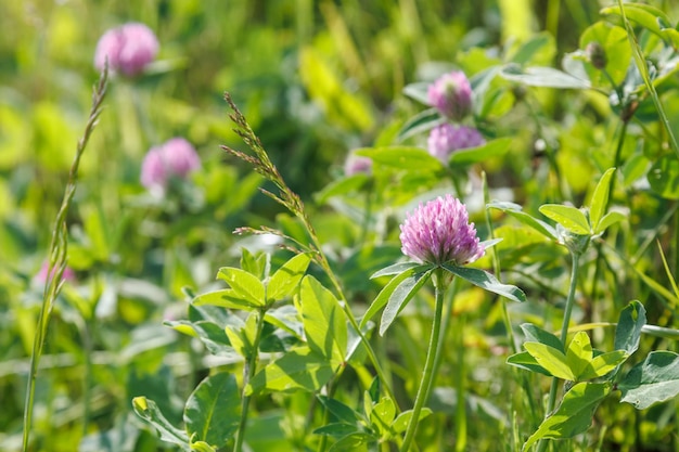 Photo pink clover flower closeup trifolium pratense dark pink flowers bloom