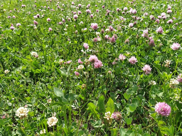 Pink clover in the meadow Green grass and meadow flowers on the field Fragrant beautiful summer landscape