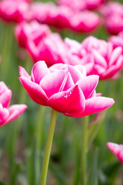 Pink color blooming tulip flower on garden background