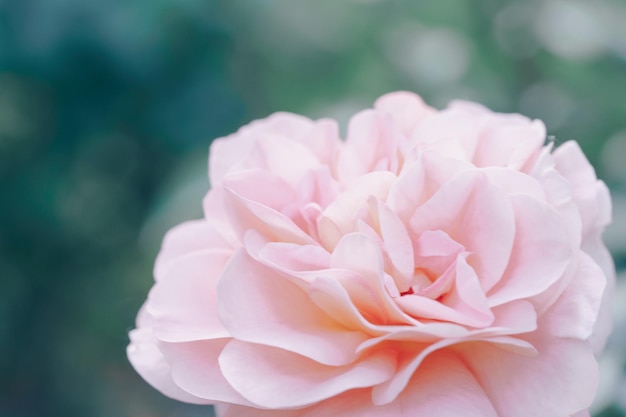 Pink color roses flowers background Abstract defocused flower backdrop Macro of unfocused blurred pink petals texture soft dreamy image