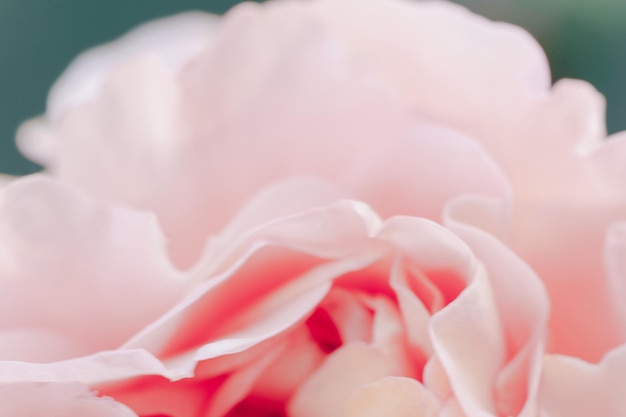 Pink color roses flowers background abstract defocused flower backdrop macro of unfocused blurred