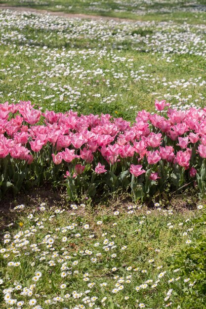 Pink color tulip flowers bloom