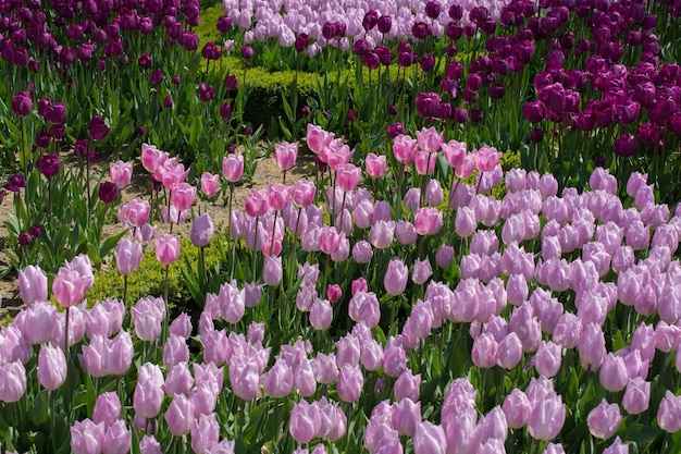 Pink color tulip flowers bloom