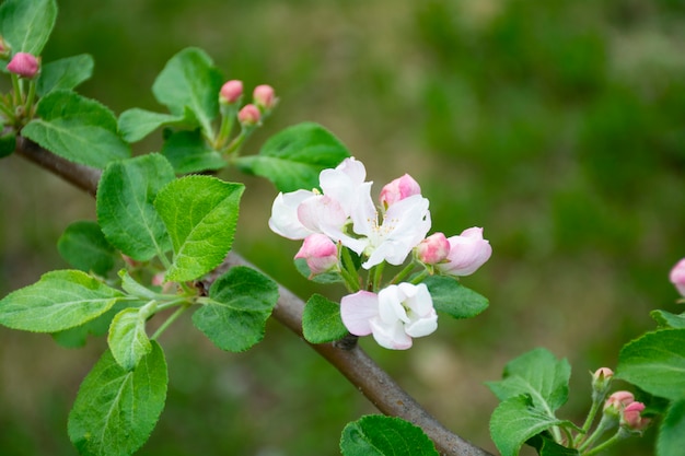 pink color with green leaves