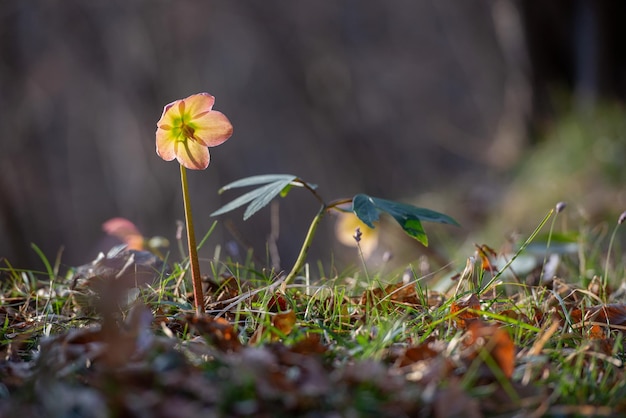 Pink colored helleborus