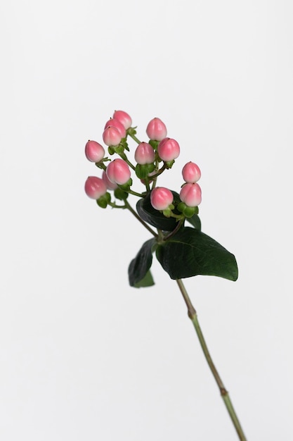 Pink colored hypericum on white background