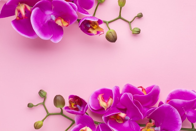 Pink copy space background with orchid flowers