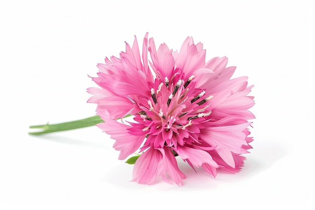 Pink Cornflower Isolated on White Background Beautiful Cornflower Flower