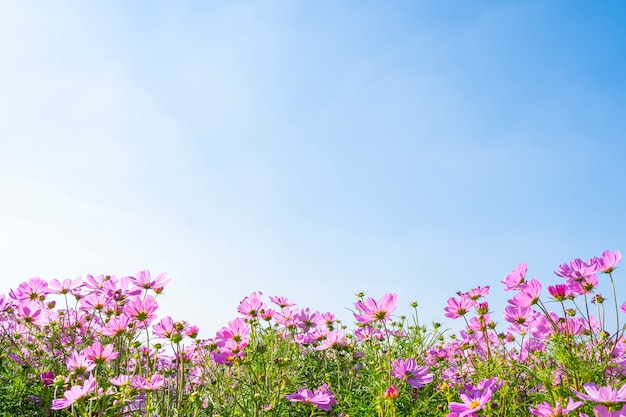 Pink cosmos fields with blue sky in sunny day. Nature background.