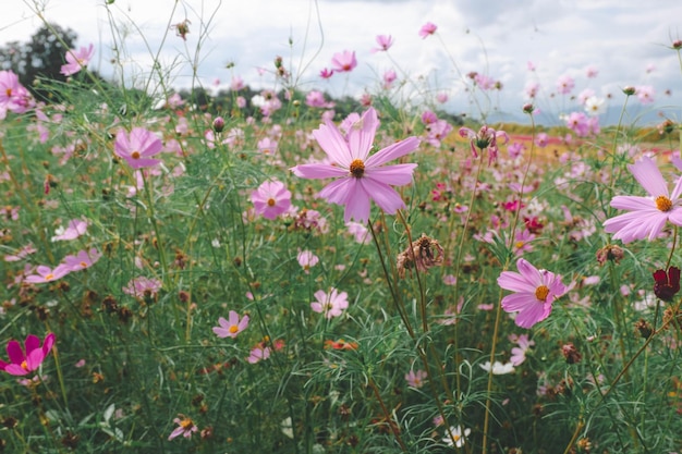 Pink cosmos flower blooming background in vintage style