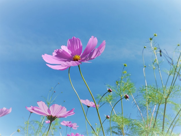 Pink Cosmos flower blossom