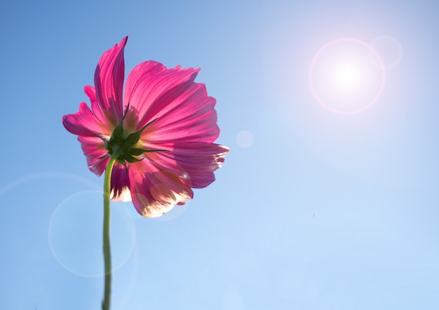 Pink cosmos flower in blue sky