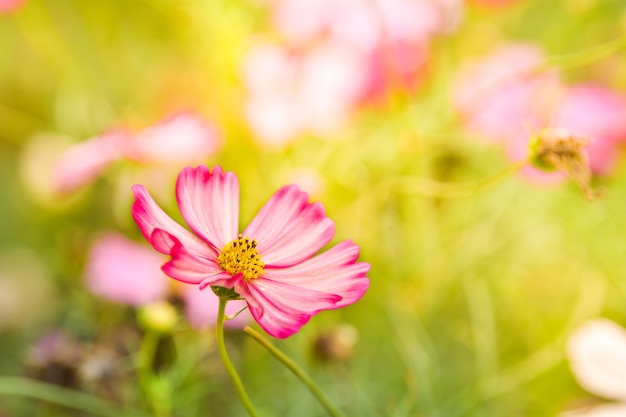 Pink cosmos flower in cosmos field