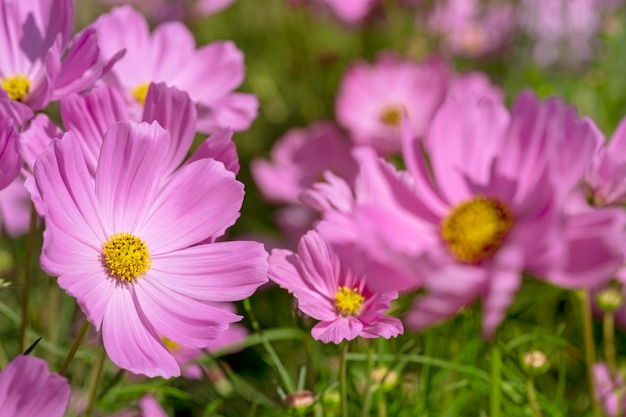 pink cosmos flower in the field.