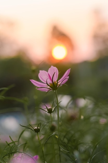 Pink cosmos flower in the garden with sunset time