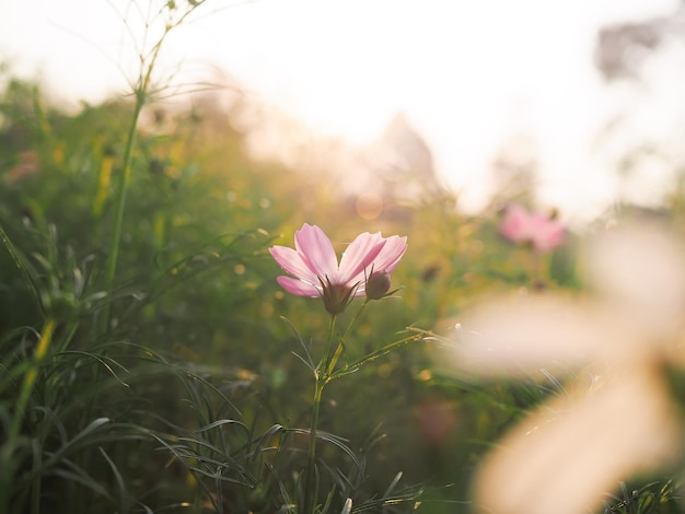 Pink cosmos flower in the garden with sunset time