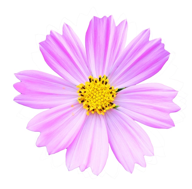 Pink Cosmos flower isolated on white background Cosmos flower is an ornamental plant