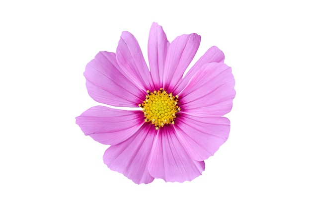 Pink Cosmos flower isolated on white background. Ornamental beautiful blooming garden plant Cosmos bipinnatus.