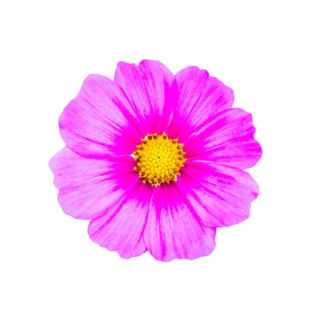 Pink cosmos flower isolated on white background with clipping path