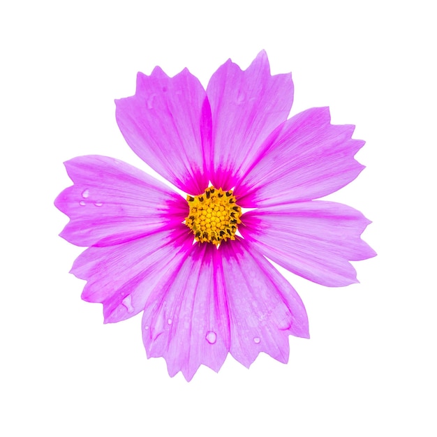 Pink cosmos flower isolated on white background with clipping path