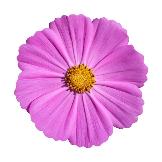 Pink cosmos flower isolated on white with clipping path