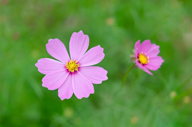 Pink cosmos flower 