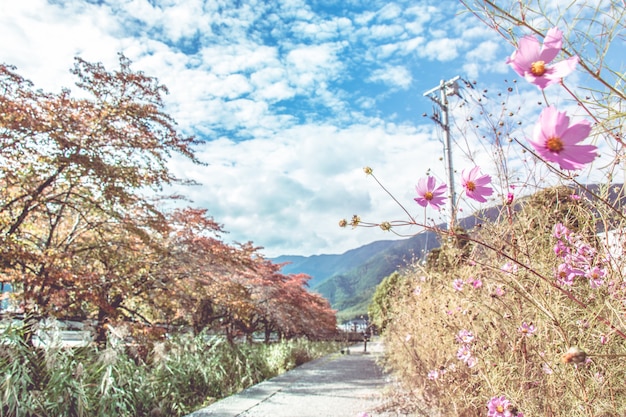 Pink Cosmos flowers blooming in autumn season.